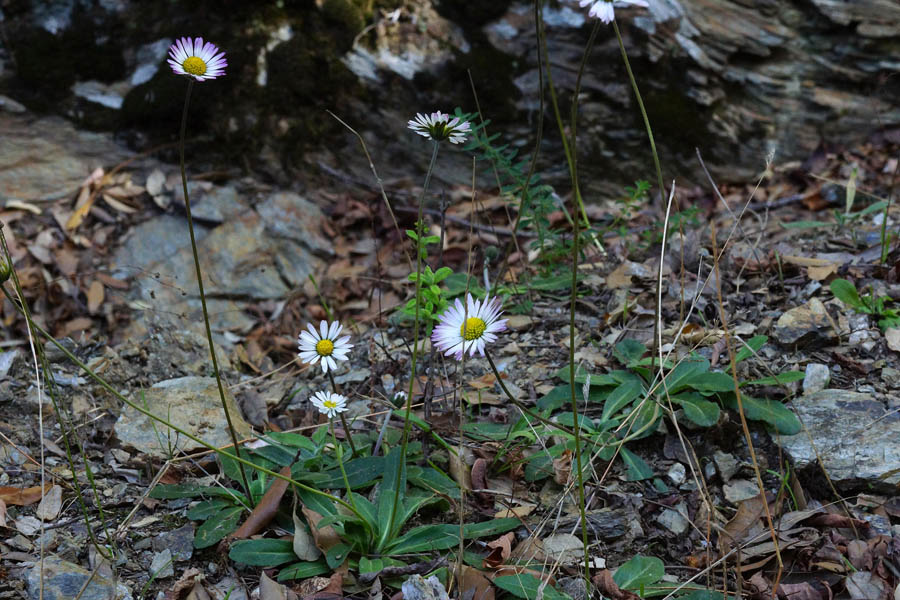 Bellis da identificare